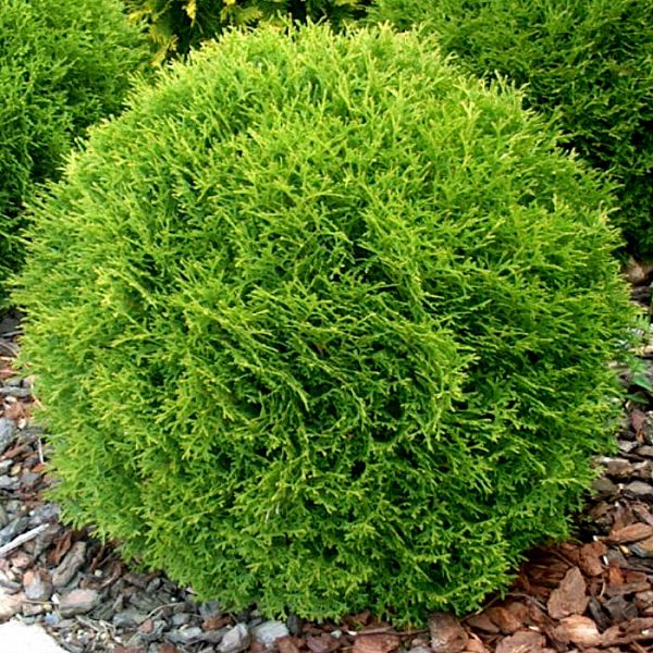 Туя западная Даника Р23 30-40